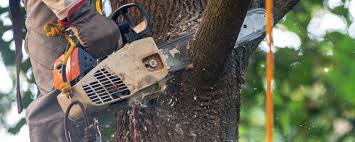 Best Pest Control for Lawns  in Woodburn, OR