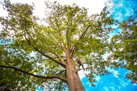 Best Tree Trimming and Pruning  in Woodburn, OR