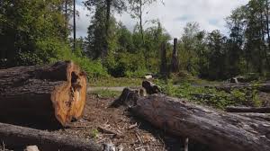 How Our Tree Care Process Works  in  Woodburn, OR
