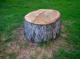 Lawn Pest Prevention in Woodburn, OR