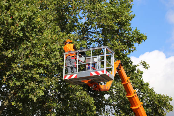 Best Fruit Tree Pruning  in Woodburn, OR