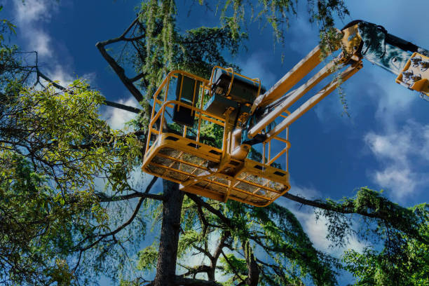 Best Tree Maintenance Programs  in Woodburn, OR