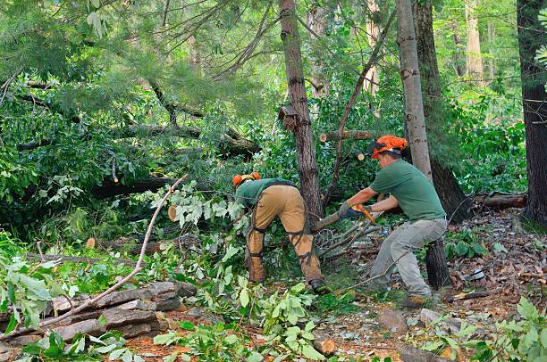 Best Storm Damage Tree Cleanup  in Woodburn, OR