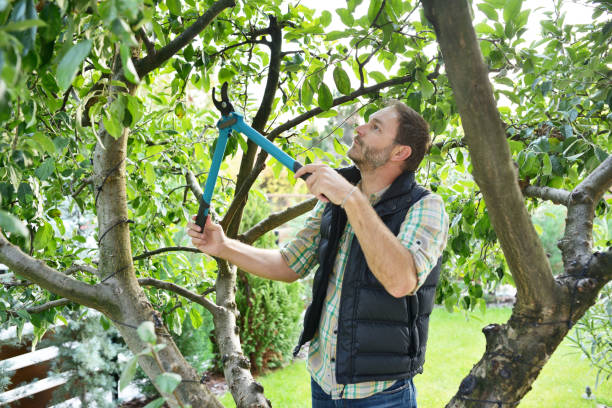 Best Hazardous Tree Removal  in Woodburn, OR
